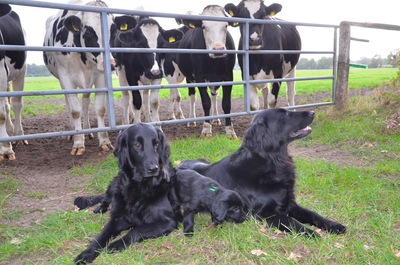 Flat Coated Retriever Welpen - Hündin