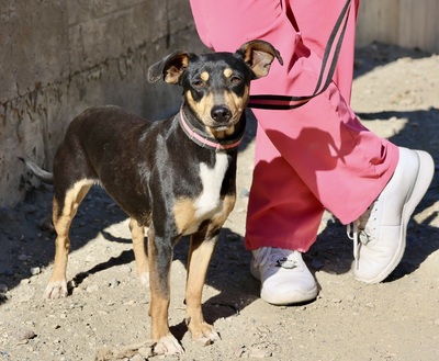 Flavia, Pinscher - Mix - Hündin