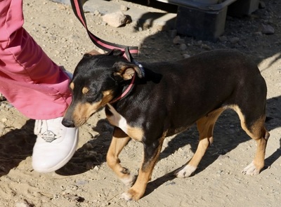 Flavia, Pinscher - Mix - Hündin