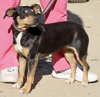 Flavia, Pinscher - Mix - Hündin