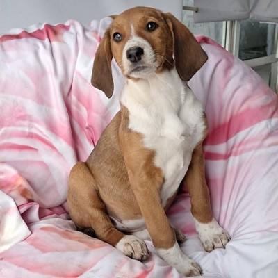 Fleur - freundlich und unbefangen / Reserviert, Mischling Welpen - Hündin