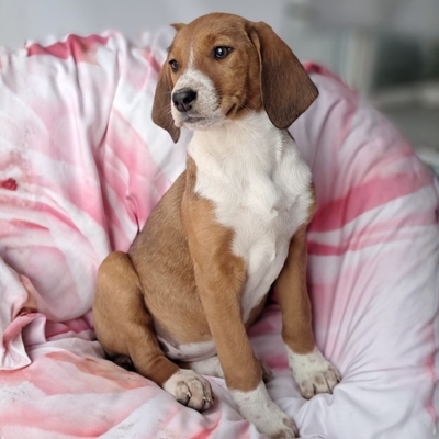 Fleur - freundlich und unbefangen / Reserviert, Mischling Welpen - Hündin