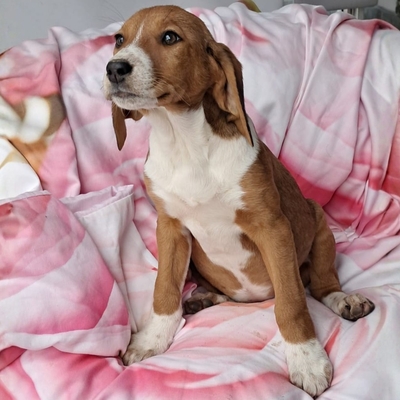 Fleur - freundlich und unbefangen / Reserviert, Mischling Welpen - Hündin