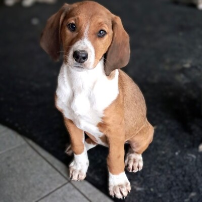 Fleur - freundlich und unbefangen / Vorgemerkt, Mischling Welpen - Hündin