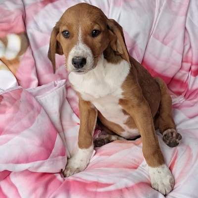 Fleur - freundlich und unbefangen / Vorgemerkt, Mischling Welpen - Hündin