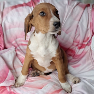 Fleur - freundlich und unbefangen / Vorgemerkt, Mischling Welpen - Hündin