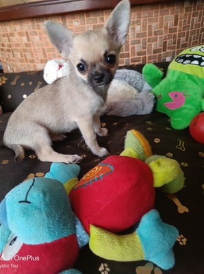 Flinke, Chihuahua Baby Welpen - Rüde