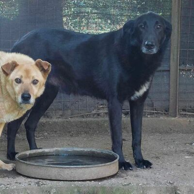 Flint - ein ganz liebevoller und freundlicher Hund, Mischling - Rüde