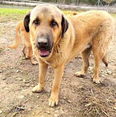 💥💖Flip toller Mastin-Espanol sucht sein Zuhause 👍👌, Mastin Espanol - Rüde