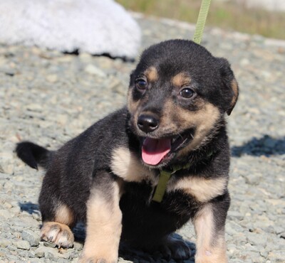 Flips, Mischling - Rüde