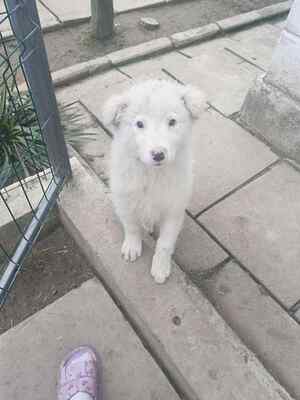 Flocke – ein kleines Eisbärchen auf der Suche nach ihrem Platz im Leben, Mischling Welpen - Hündin