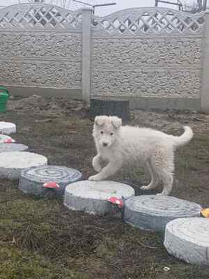 Flocke – ein kleines Eisbärchen auf der Suche nach ihrem Platz im Leben, Mischling Welpen - Hündin
