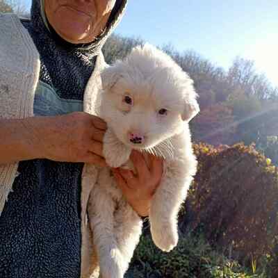 Flocke – ein kleines Eisbärchen auf der Suche nach ihrem Platz im Leben, Mischling Welpen - Hündin