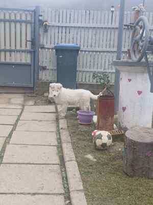 Flocke – ein kleines Eisbärchen auf der Suche nach ihrem Platz im Leben, Mischling Welpen - Hündin