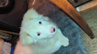 Flocke – ein kleines Eisbärchen auf der Suche nach ihrem Platz im Leben, Mischling Welpen - Hündin