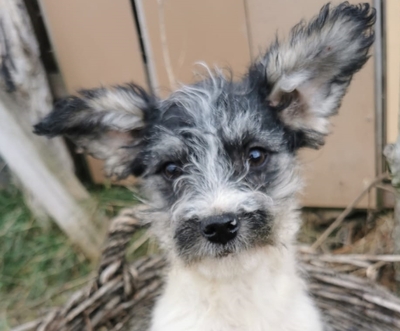 Flöss super lieber Welpe sucht..., Mischling klein Welpen - Rüde