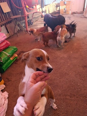 Floh – ein kleiner Herzensbub mit großer Geschichte, Mischling - Rüde