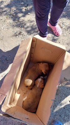 Floh – ein kleiner Herzensbub mit großer Geschichte, Mischling - Rüde