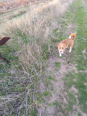 Floh – ein kleiner Herzensbub mit großer Geschichte, Mischling - Rüde