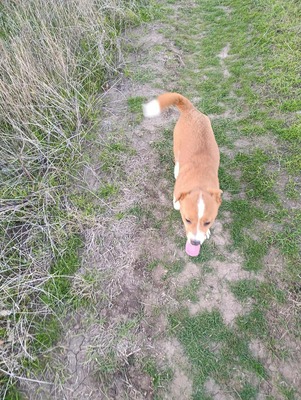 Floh – ein kleiner Herzensbub mit großer Geschichte, Mischling - Rüde