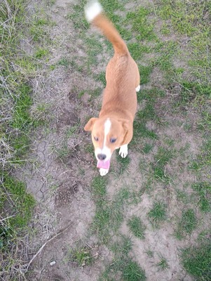 Floh – ein kleiner Herzensbub mit großer Geschichte, Mischling - Rüde