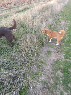 Floh – ein kleiner Herzensbub mit großer Geschichte, Mischling - Rüde