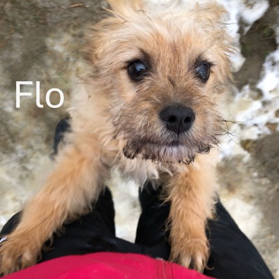 Floh, geb, Terrier-Mischling Welpen - Rüde