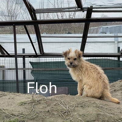 Floh, geb, Terrier-Mischling Welpen - Rüde