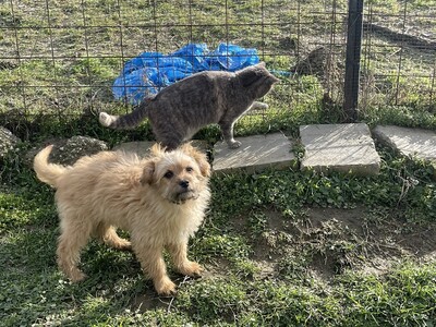 Floh, geb, Terrier-Mischling Welpen - Rüde