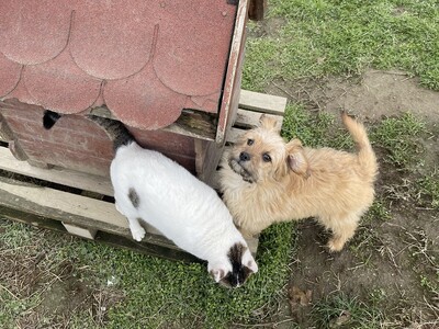 Floh, geb, Terrier-Mischling Welpen - Rüde