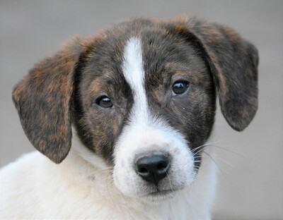 Floki, Dackel-Mischling Welpen - Rüde