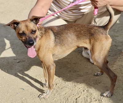 Floki, Pinscher - Mix - Rüde