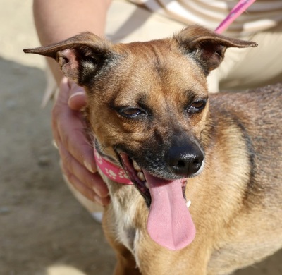 Floki, Pinscher - Mix - Rüde