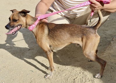 Floki, Pinscher - Mix - Rüde