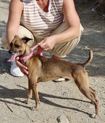 Floki, Pinscher - Mix - Rüde