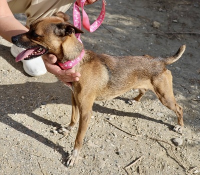 Floki, Pinscher - Mix - Rüde