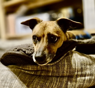 Floki, Pinscher - Mix - Rüde