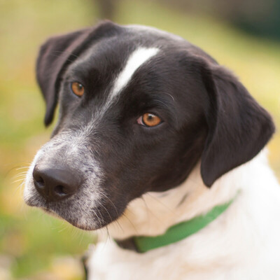 Flopsi, Mischling - Rüde