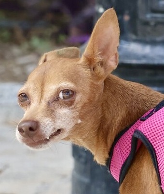Flor, Podenco Andaluz Mini - Hündin
