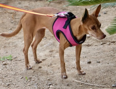 Flor, Podenco Andaluz Mini - Hündin