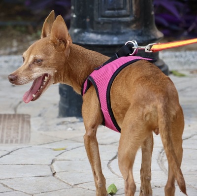 Flor, Podenco Andaluz Mini - Hündin
