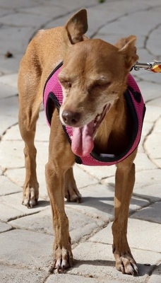 Flor, Podenco Andaluz Mini - Hündin