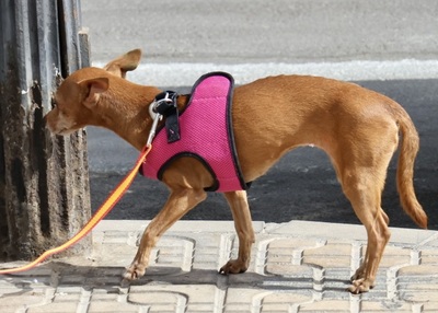 Flor, Podenco Andaluz Mini - Hündin