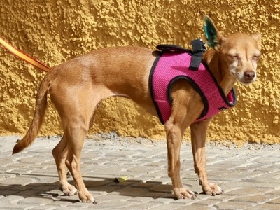 Flor, Podenco Andaluz Mini - Hündin