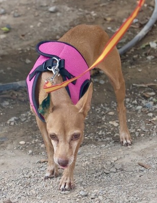 Flor, Podenco Andaluz Mini - Hündin