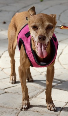 Flor, Podenco Andaluz Mini - Hündin