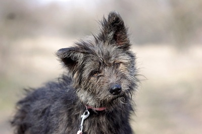 Flora, Mischling Welpen - Hündin