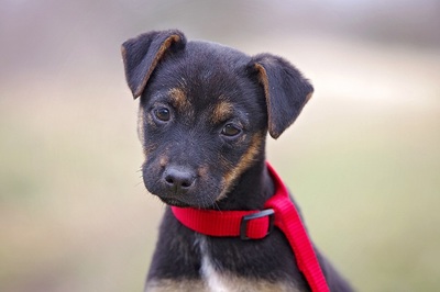 Flora, Spaniel Mischling Welpen - Hündin