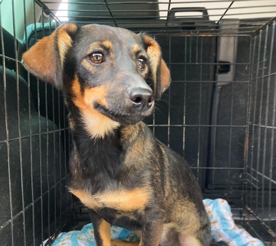 Florence - lieb, sozial, verspielt - Dackel-Mischling, Dackel - Hündin