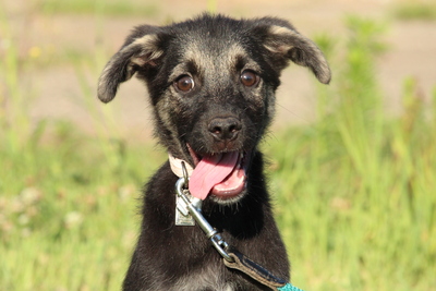 Flori, Mischling Welpen - Rüde